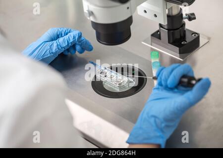 Controllo del risultato della fecondazione in vitro Foto Stock