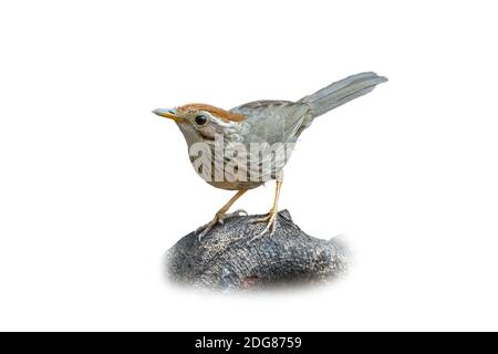 Babbler puff-throated che perching su un tronco di albero isolato su bianco sfondo Foto Stock