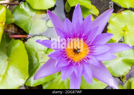 Fiore di loto in un laghetto del tempio buddista a Bangkok, Thailandia Foto Stock