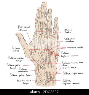 Colore dei muscoli dorsali delle mani Foto Stock