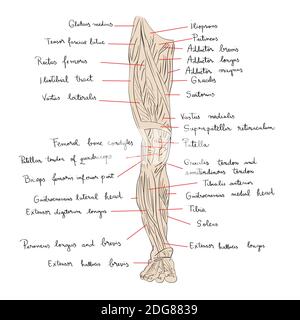 Muscoli delle gambe colore anteriore Foto Stock