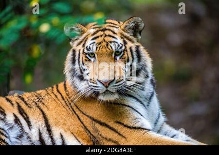 La tigre siberiana (Panthera tigris tigris) chiamò anche tigre di Amur (Panthera tigris altaica) nella foresta Foto Stock