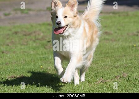 Collie di bordo Foto Stock