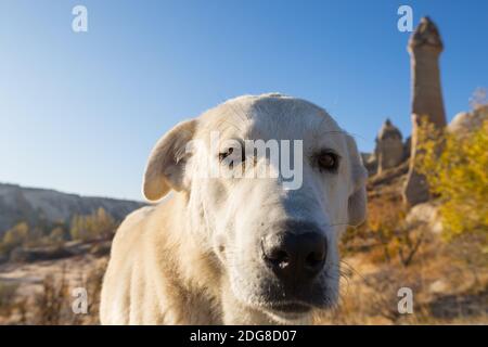 Cane tra le famose formazioni di arenaria della Cappadocia, Turchia Foto Stock