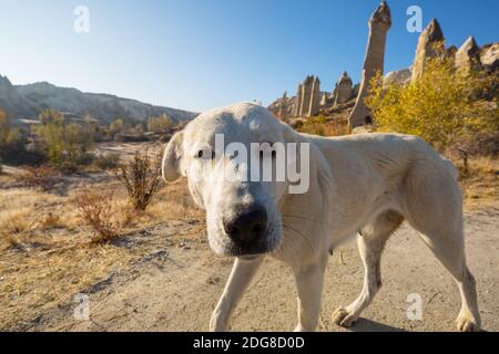 Cane tra le famose formazioni di arenaria della Cappadocia, Turchia Foto Stock