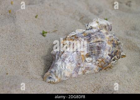 Ostriche giganti del Pacifico Foto Stock