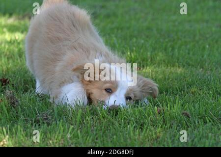 Border Collie, cucciolo Foto Stock