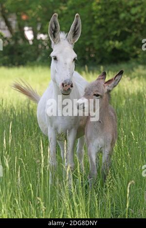 Asino foal con la madre Foto Stock