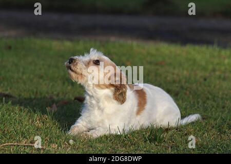 Jack Russell Terrier, con i capelli Foto Stock