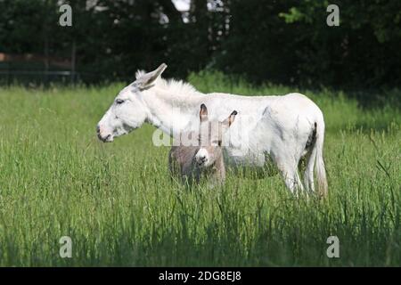 Asino foal con la madre Foto Stock