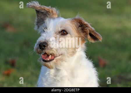 Jack Russell Terrier, con i capelli Foto Stock