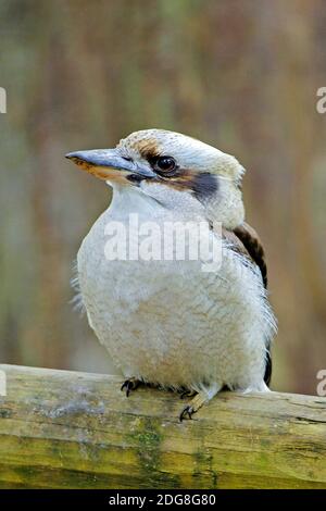 Lachender Hans, (Dacelo gigas), Victoria, Australien, Foto Stock