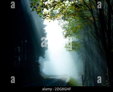 Raggi di luce solare che scoppiano attraverso la nebbia e il fogliame su una piccola strada forestale. Foto Stock