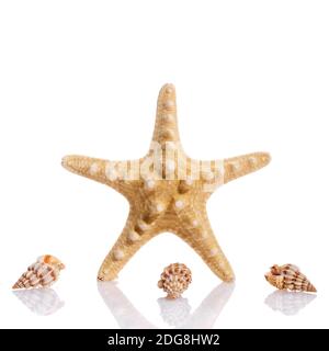 Interessante composizione di conchiglie su sfondo bianco. Starfish e piccole conchiglie a spirale. Concetto di vacanza. Foto Stock