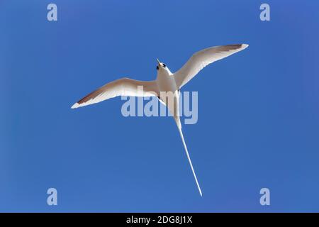 Tropicbird dalla coda bianca - Phaethon lepturo Foto Stock