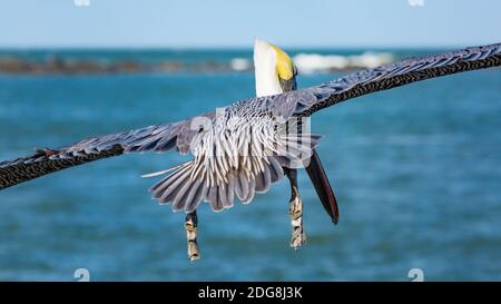 Un Pelican che volava lontano dalla fotocamera Foto Stock