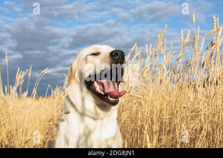 Primo piano di Labrador cane sta ridendo la testa fuori. Cucciolo che gioca nei campi di grano in aria mattutina e cielo blu. Godendo la libertà. Foto Stock