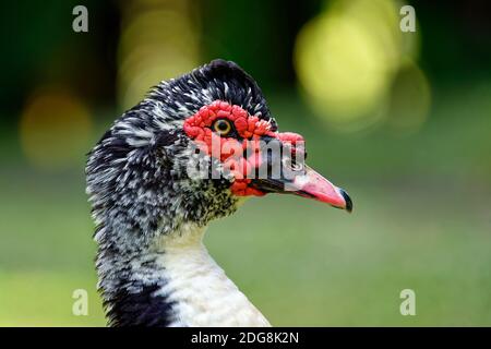 Anatra moscovica (maschio) - Cairina moschata Foto Stock