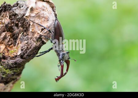 Maennlicher Hirschkaefer, Lucanus cervi, maschio Stag beetle Foto Stock
