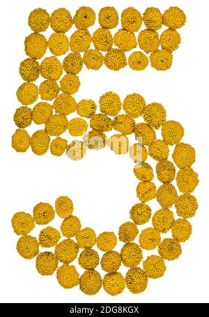 Numero arabo 5, 5, da fiori gialli di tansy, isolati su sfondo bianco Foto Stock