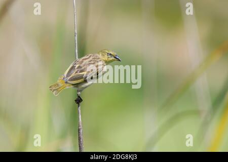 Schwarzkopfweber, Ploceus melanocephalus, tessitore a testa nera Foto Stock