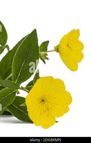 Fiore giallo di enagra, lat. Oenothera, isolato su sfondo bianco Foto Stock