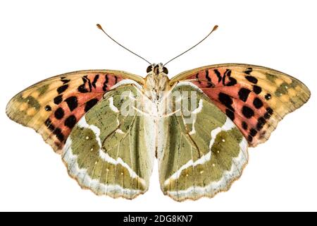 Butterfly Silver-Washed fritillary, lat. Argynnis paphia, isolato su sfondo bianco Foto Stock
