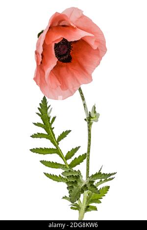 Fiore di rose papavero, lat. Papaver, isolati su sfondo bianco Foto Stock