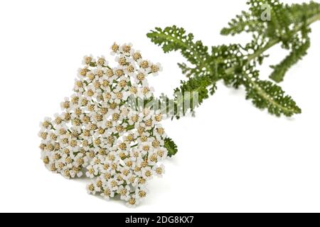 Fiori di achillea, lat. Achillea millefolium, isolato su sfondo bianco Foto Stock