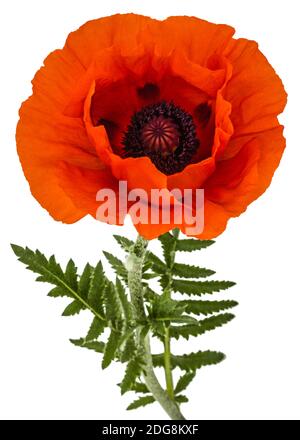 Fiore di papavero rosso, Lat. Papaver, isolati su sfondo bianco Foto Stock