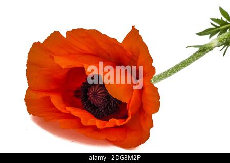 Fiore di papavero rosso, Lat. Papaver, isolati su sfondo bianco Foto Stock