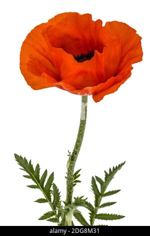 Fiore di papavero rosso, Lat. Papaver, isolati su sfondo bianco Foto Stock
