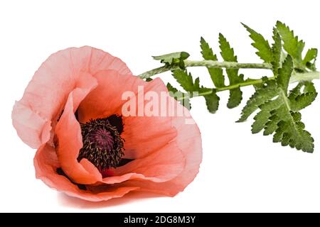 Fiore di rose papavero, lat. Papaver, isolati su sfondo bianco Foto Stock