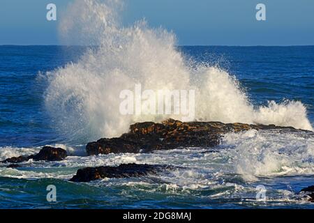 Stürrmische Vedi An den Felsen von Bird Island, Lamberts Bay, Western Cape, Westkap, Suedafrika, Afrika Foto Stock