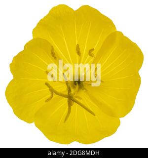 Fiore giallo di enagra, lat. Oenothera, isolato su sfondo bianco Foto Stock