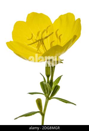 Fiore giallo di enagra, lat. Oenothera, isolato su sfondo bianco Foto Stock
