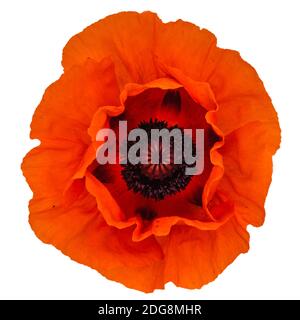 Fiore di papavero rosso, Lat. Papaver, isolati su sfondo bianco Foto Stock