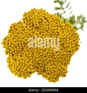 Fiori di achillea, lat. Achillea millefolium, isolato su sfondo bianco Foto Stock