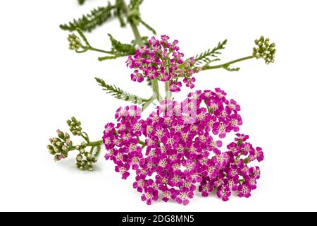 Fiori di achillea, lat. Achillea millefolium, isolato su sfondo bianco Foto Stock