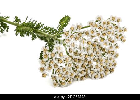 Fiori di achillea, lat. Achillea millefolium, isolato su sfondo bianco Foto Stock