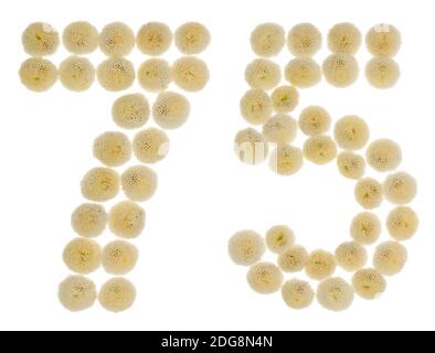 Numero arabo 75, settantacinque, da crema fiori di crisantemo, isolato su sfondo bianco Foto Stock