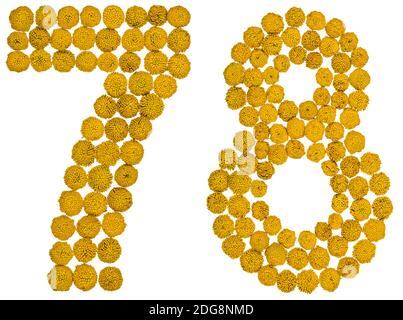 Numero arabo 78, settantotto, da fiori gialli di tansy, isolati su sfondo bianco Foto Stock