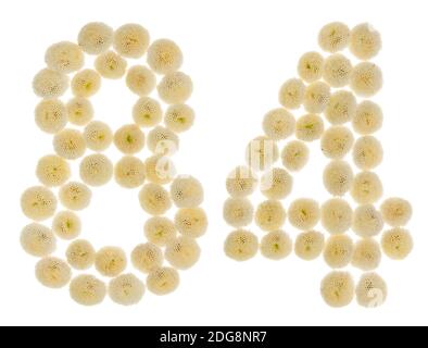 Numero arabo 84, ottantaquattro, da crema fiori di crisantemo, isolato su sfondo bianco Foto Stock