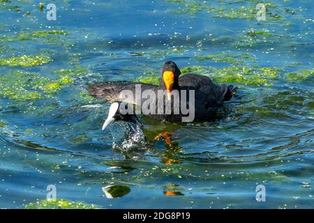 Moorhen (Gallinula tenebrosa) che cerca di allevare con l'eurasiatico (Fulica atra). Queensland Australia Foto Stock