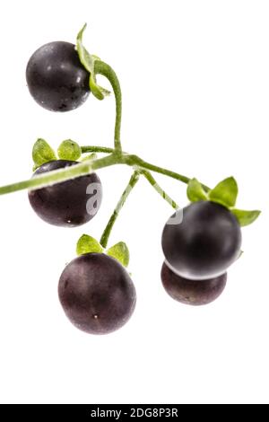 Bacca di ombra nera, lat. Solanum nÃ­grum, pianta velenosa, isolata su sfondo bianco Foto Stock