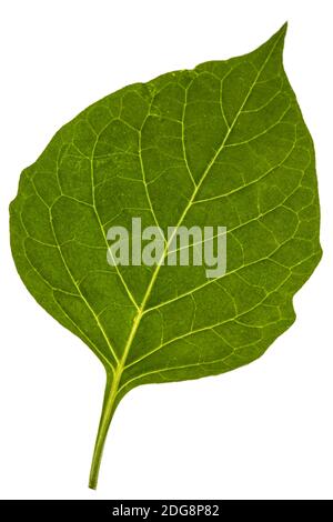 Foglie di ombra nera, lat. Solanum nÃ­grum, pianta velenosa, isolata su sfondo bianco Foto Stock