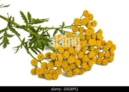 I fiori della pianta medicinale di tansy, lat. Tanacetum vulgare, isolato su sfondo bianco Foto Stock