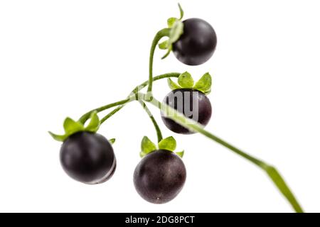 Bacca di ombra nera, lat. Solanum nÃ­grum, pianta velenosa, isolata su sfondo bianco Foto Stock