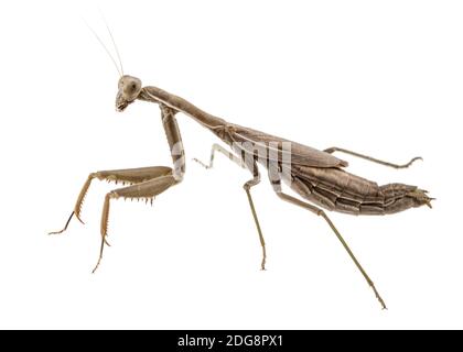 Mantis ordinario o mantide religiosa, isolati su sfondo bianco Foto Stock