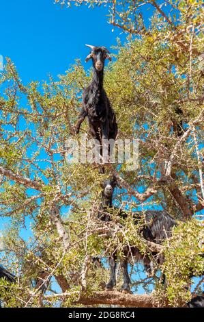 Le capre salgono sull'albero di Argan nel sud-ovest del Marocco Foto Stock